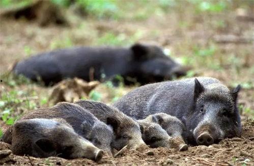 国产野猪视频,国产野猪生态生活大揭秘
