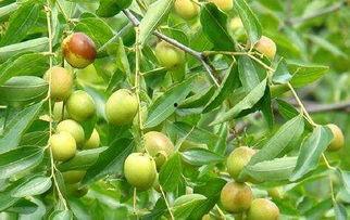 国产酸枣仁加工工艺视频,传统与现代的完美融合