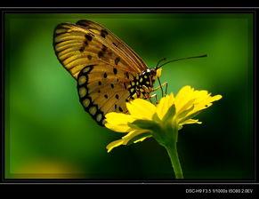 国产斑蝶能活多久视频